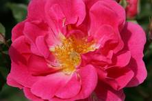 Obrázek růže Pink Emely (Bad Wörishofen® 2005)