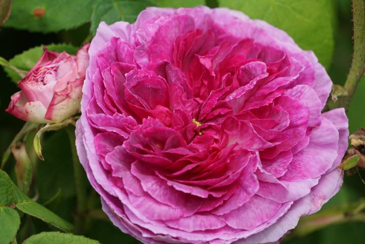 Náhled R. centifolia fialová: 