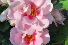 Obrázek růže Orienta® Magnolia