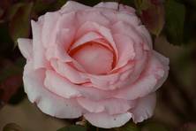 Obrázek růže Sylvia
