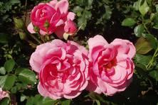 Obrázek růže Milrose