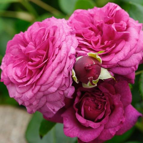 Náhled Kaffe Fassett Rose®: 