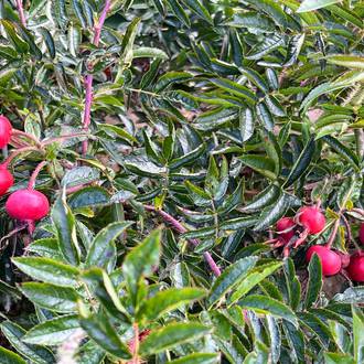 Ilustrační foto R. x rugotida