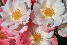 Obrázek růže Roseromantic ®