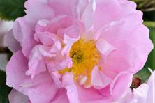 Obrázek růže Rosa damascena celsiana
