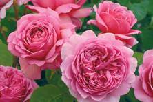 Obrázek růže Princess Alexandra of Kent™