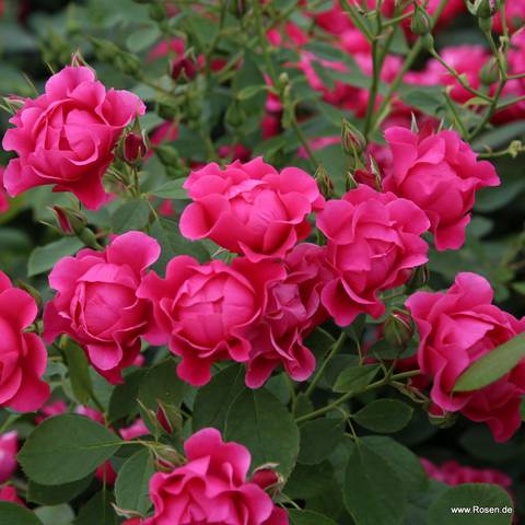 Náhled Pink Forest Rose: 