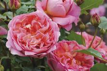 Obrázek růže Boscobel