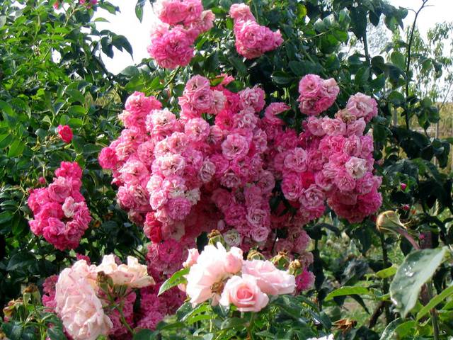 Náhled Rosarium Dortmund: 