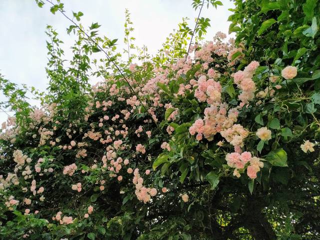 Náhled Paul's Himalayan Musk: 