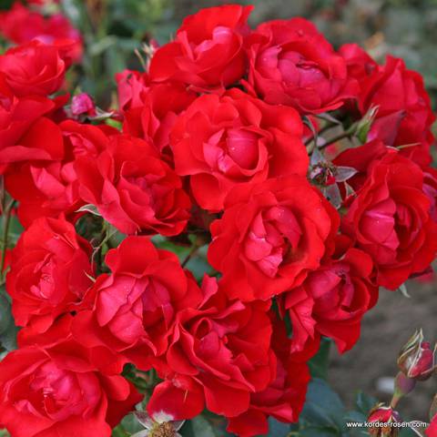 Náhled Black Forest Rose®: 