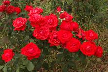 Obrázek růže Plamen