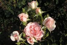 Obrázek růže Flamingo