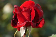 Obrázek růže Le Rouge et le Noir