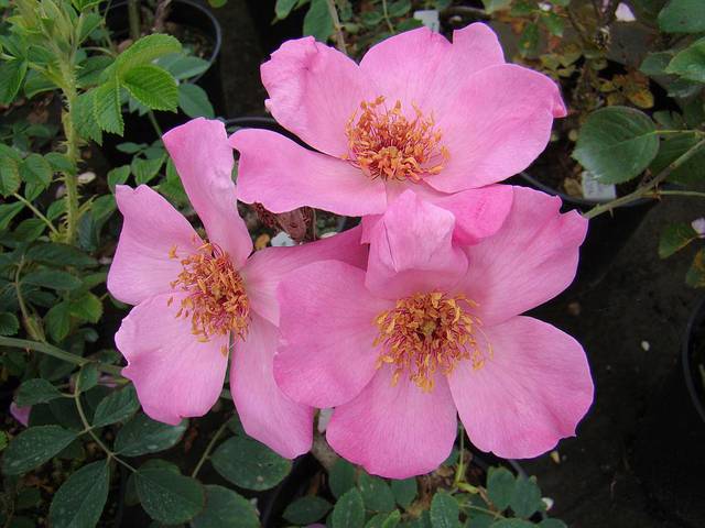 Náhled R. rugosa 'Flamingo': 