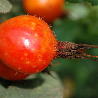 Ilustrační foto Rosa pomifera Karpatia