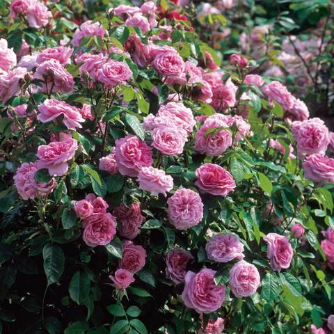 Náhled Gertrude Jekyll™: 