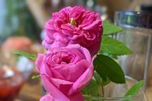 Obrázek růže R. centifolia drobnokvětá