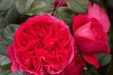 Obrázek růže Deep Love®