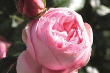 Obrázek růže Giardina