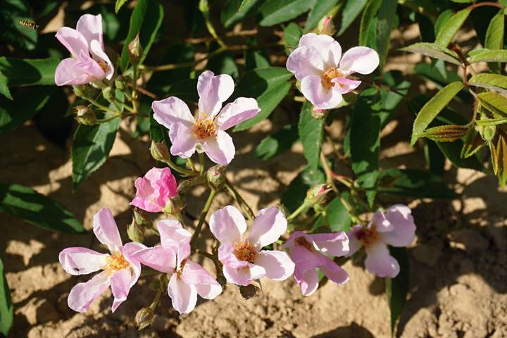 Náhled Pink Magic Ⓡ: 