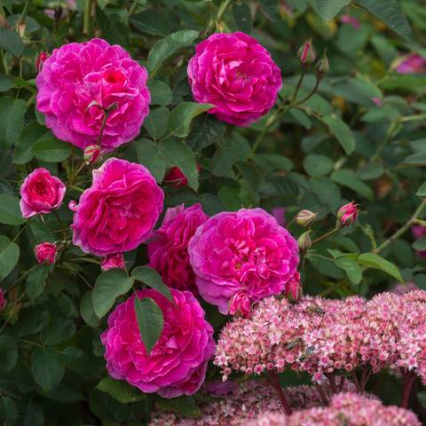 Náhled England's Rose™: 