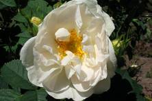Obrázek růže R. alba suaveolens