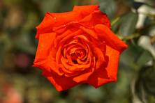 Obrázek růže Lidka
