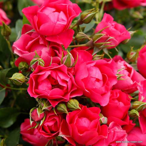 Náhled Pink Forest Rose: 