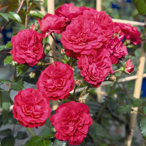 Náhled Starlet® Rose Lola: 