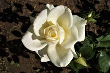 Obrázek růže White New Dawn