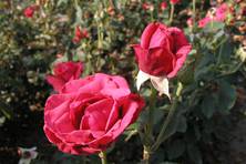 Obrázek růže Queen of Bermuda