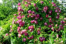 Obrázek růže Veilchenblau