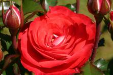 Obrázek růže Planten un Blomen®
