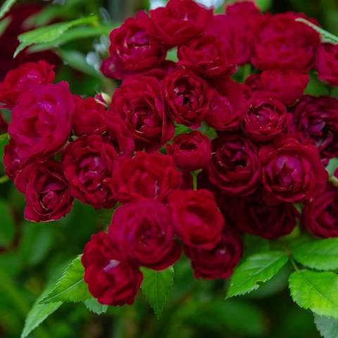 Náhled Perennial Domino® "Rose des Jahres 2022": 