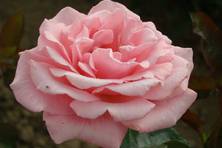 Obrázek růže Marylèn