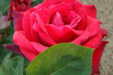 Obrázek růže Red Masterpiece