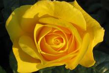 Obrázek růže Golden Elegance