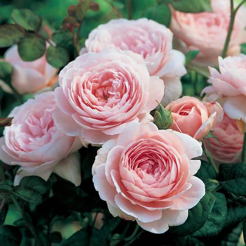 Ruze Queen Of Sweden (Queen Sweden, Růže Queen, Růže Queen Sweden, zdravý růst, Austin Roses) Ruze Queen Of Sweden