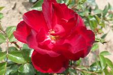 Obrázek růže Cayenne®