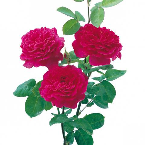 Náhled Sophy's Rose™: 