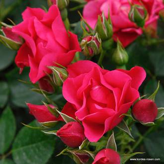 Ilustrační foto Pink Forest Rose