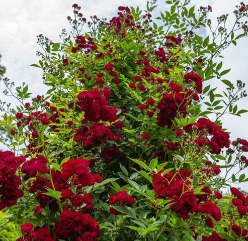 Náhled Perennial Domino® "Rose des Jahres 2022": 