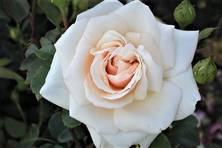 Obrázek růže Penny Lane