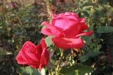 Obrázek růže Baccara
