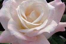 Obrázek růže Pristine