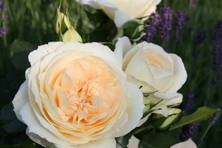 Obrázek růže Marie Antoinette®