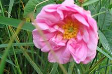 Obrázek růže Rose à Parfum de Bulgarie