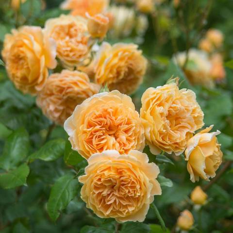 Náhled Crown Princess Margareta™: 