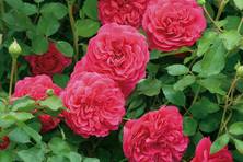 Obrázek růže Sir John Betjeman™